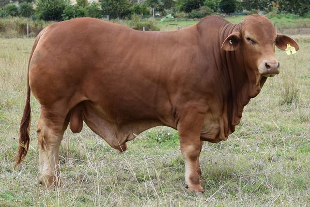 Queenslander